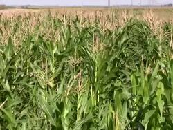 Corn Field Stock Footage