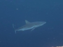 Grey Reef Shark Stock Footage