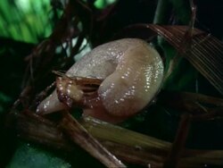 Slug moving Stock Footage