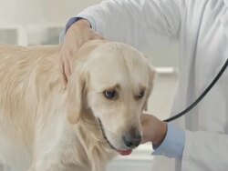 Vet Using Stethoscope On A Dog Stock Footage