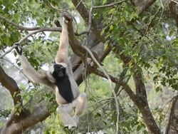 Gibbon Stock Footage