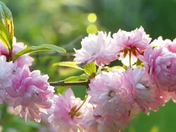 HD DOLLY: Flower Bush Stock Footage