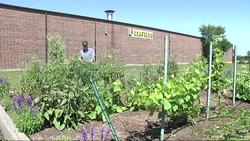 Companies large and small are reaping the benefits of having employees tend to corporate gardens during their regular work day. Some businesses donate the produce to food pantries, others encourage employees to eat what they grow. (Sept. 8) News Clip