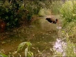 Black Stork (Ciconia nigra) catching fish, Parque Natural Sierras de Cardena y Montoro, Andalusia, Southern Spain Stock Footage