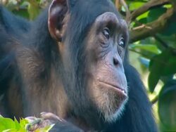 CU Chimpanzee stripping bark from end of branch Stock Footage