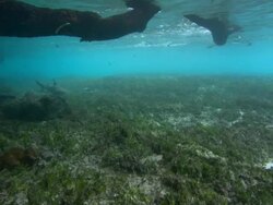 Blacktip reef shark, Carcharinhus melanopterus, swims against, Aldabra, Indian Ocean  Stock Footage