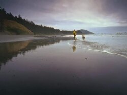WS POV SLO MO Woman playing with dog on beach / Bandon, Oregon, United States Stock Footage