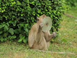Monkeys playing a CD. Stock Footage