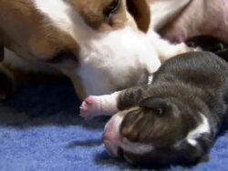 Close Up hand-held - A beagle licks her puppies. Stock Footage