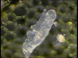 Tardigrade (Hypsibius dujardini) walking through algae under a microscope. Stock Footage