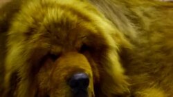 tibetan mastiff dog Stock Footage