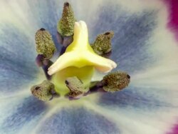 Flower Macro - multiple clips Stock Footage