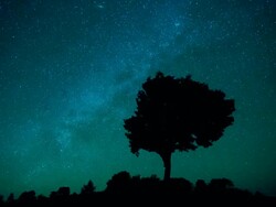 Starry night and lonely tree, time-lapse. Stock Footage