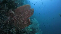 Giant sea fan coral (Gorgonian) found in Raja Ampat, Indonesia Stock Footage