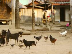 MS SLO MO Shot of dogs playing with chicken pecking around / Muang Ngoi, Luang Prabang, Laos Stock Footage