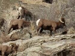 MS Shot of seven large bighorn rams moving on side of hill / Golden, Colorado, United States Stock Footage