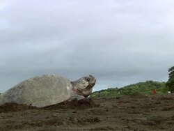 MS Olive Ridley is laying eggs on crowded beach / Guanacaste, Costa Rica Stock Footage