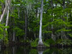 MS T/L View of Big Cypress National Preserve / Everglades, Florida, United States    Stock Footage