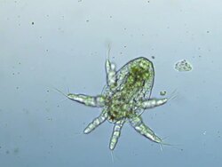 Micro organism: plankton Stock Footage