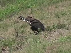 Crested Caracara Stealing Eggs Stock Footage