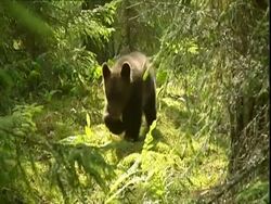 Brown bear (Ursus arctos) cub walking through sunlit forest, Russia Stock Footage
