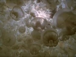 Jellyfish, Mastigias sp. look up through hundreds to surface. Jellyfish lake, Palau, Western Pacific Stock Footage