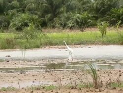 Bittern Stock Footage