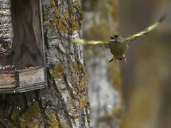 MS SLO MO Marsh Tit (parus palustris) with European Greenfinch (carduelis chloris) aggressiveness on Trough / Vieux Pont, Normandy, France Stock Footage