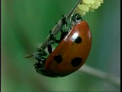 CU Ladybird Beetle, Coccinella septempunctata, laying eggs on leaf, United Kingdom Stock Footage