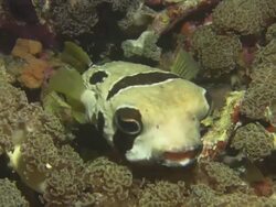Porcupinefish medium close up, Indonesia  Stock Footage