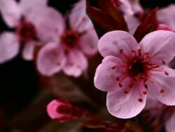 Pink cherry tree flowers blooming HD Stock Footage