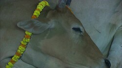 A necklace of marigolds decorates a lethargic cow that lies in the street during a Diwali celebration. Stock Footage