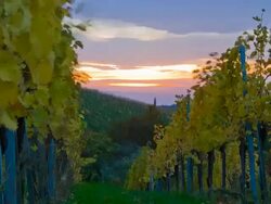 HD TIME-LAPSE: Vineyard Trellis At Dusk Stock Footage