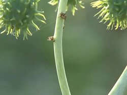 Greenery Stock Footage