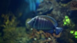 Aquarium with tropical fish, sea life filmed in full HD Stock Footage