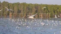 flock of Seagulls is behind of mangrove forest in afternoon Stock Footage