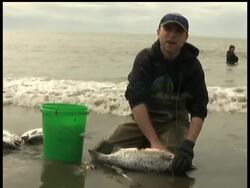 Dipnetters in Alaska take oversize nets then let fish swim right into the nets. There are limits on the catch, but people can spend just a few days on the water and snare enough fish to fill freezers for the winter. Instructional Video