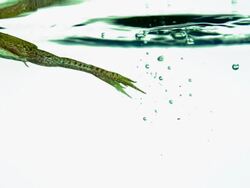 CU SLO MO Shot of tree frog jumping into water and swimming out causing bubbles in water / Studio, New Jersey, United States Stock Footage
