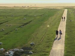 WS HA View of sheep's grassing on salt meadows and people walking in meadow area, North Sea North Frisia / Westerhever / Westerhever, Schleswig Holstein, Germany Stock Footage