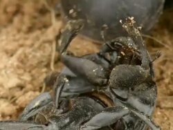CU Shot of flightless dung beetle lies on back struggling to get back onto feet with head and thorax raised / Port Elizabeth, Eastern Cape, South Africa Stock Footage