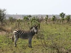 Wildlife in Kruger National Park Stock Footage