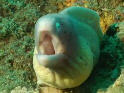 CU Geometric moray eel lying in rock crevice covering with coral and sponges pushing water over gills / Matola, Maputo, Mozambique Stock Footage