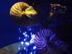 Nautilus pompilius Stock Footage