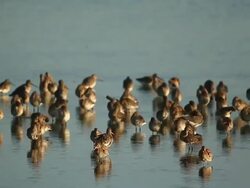 The Snettisham Spectacular As High Tides Cause Thousands Of Birds To Take Flight Stock Footage