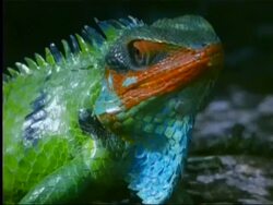 Lizard (calotes sp.) in Indian rainforest Stock Footage