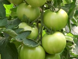 CU Shot of solanum lycopersicum or tomato / Serrig, Rhineland-Palatinate, Germany Stock Footage