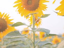 Dolly:Sunflower plantations at evening. Stock Footage
