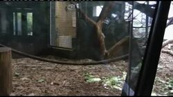 Apes trained and fitted with monitors to track heart disease News Clip