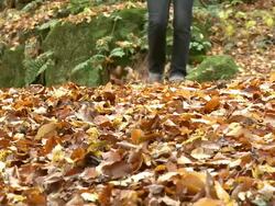 MS Hiker walking through autumn forest  / Kastel-Staadt, Rhineland-Palatinate, Germany Stock Footage