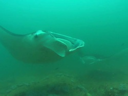 Mantas at clean station, three rotate over camera, Mozambique  Stock Footage